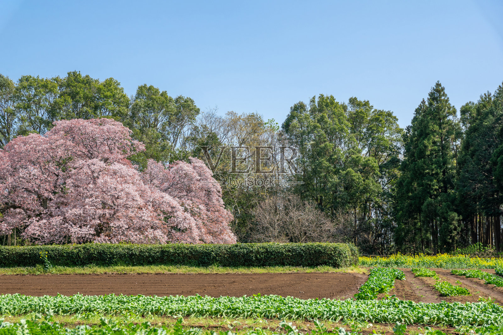 春天粉红色樱花与蓝天背景照片摄影图片