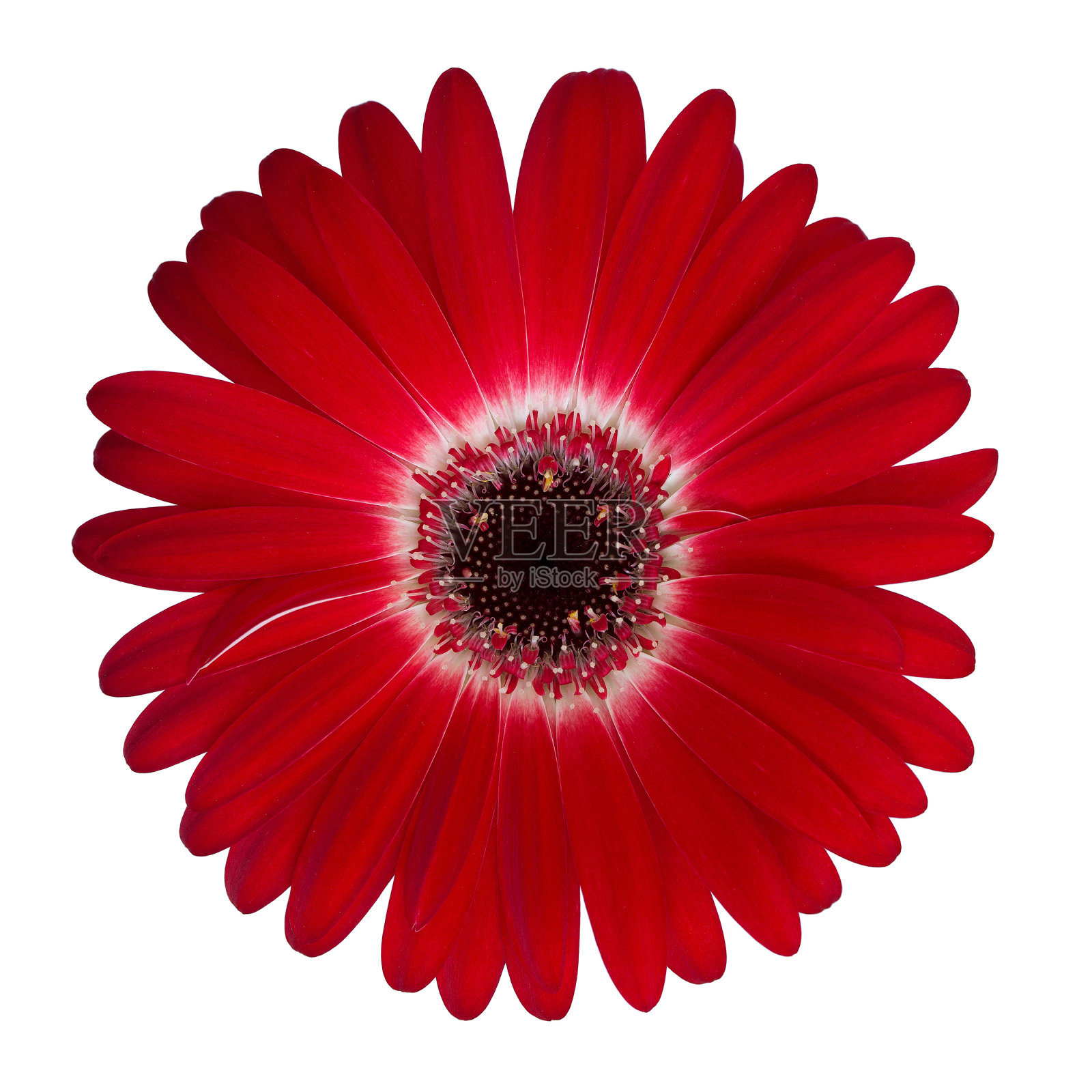 红色非洲菊孤立在白色背景上的特写照片摄影图片