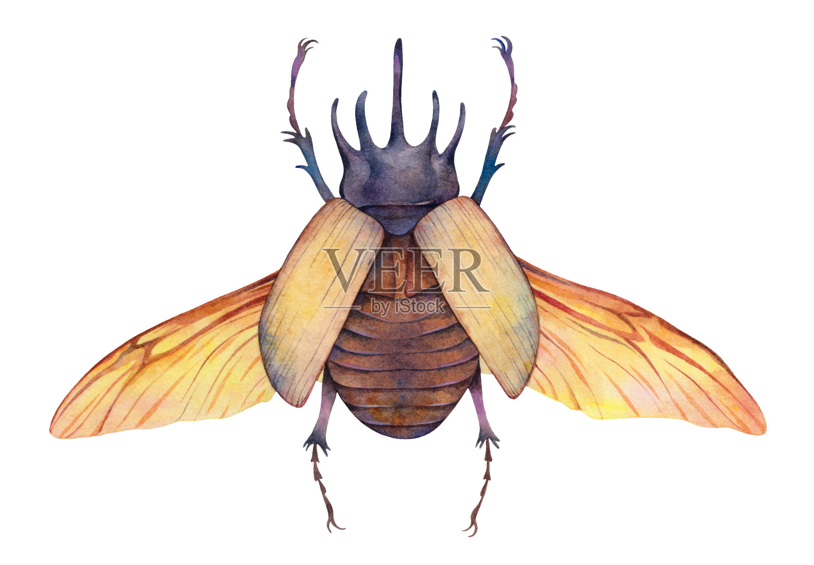 水彩五角犀牛甲虫。手绘昆虫插图孤立在白色背景。插画图片素材