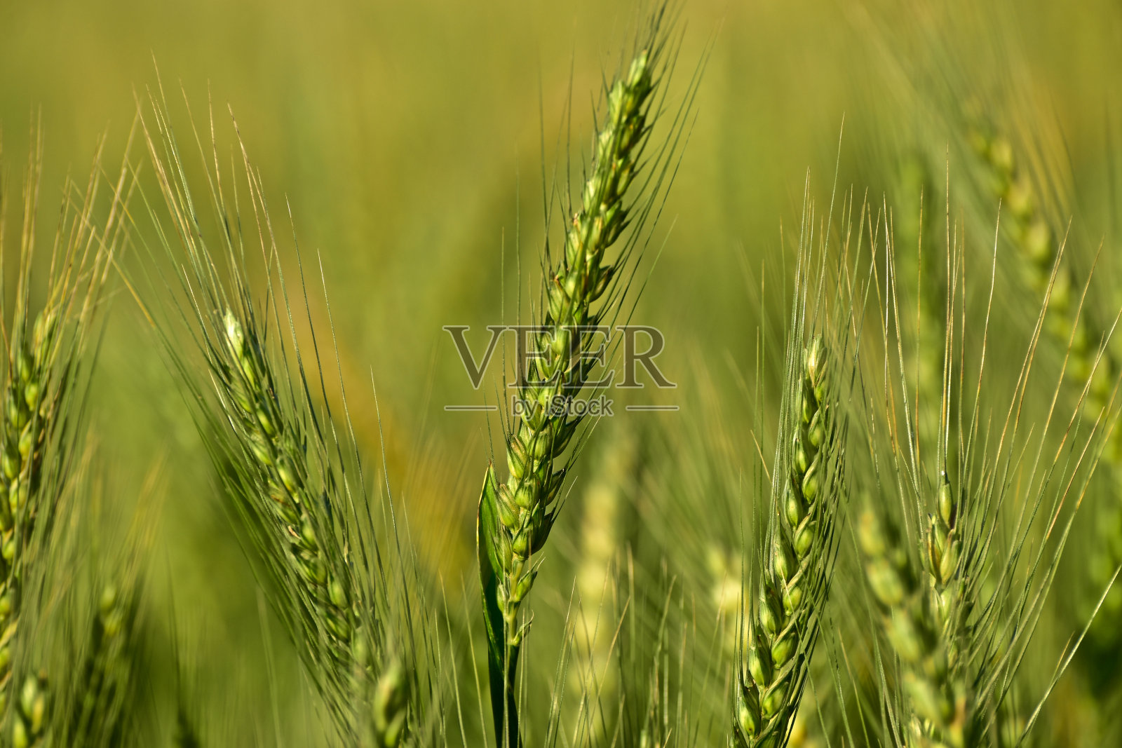 传统的小麦作物在农田周围生长照片摄影图片