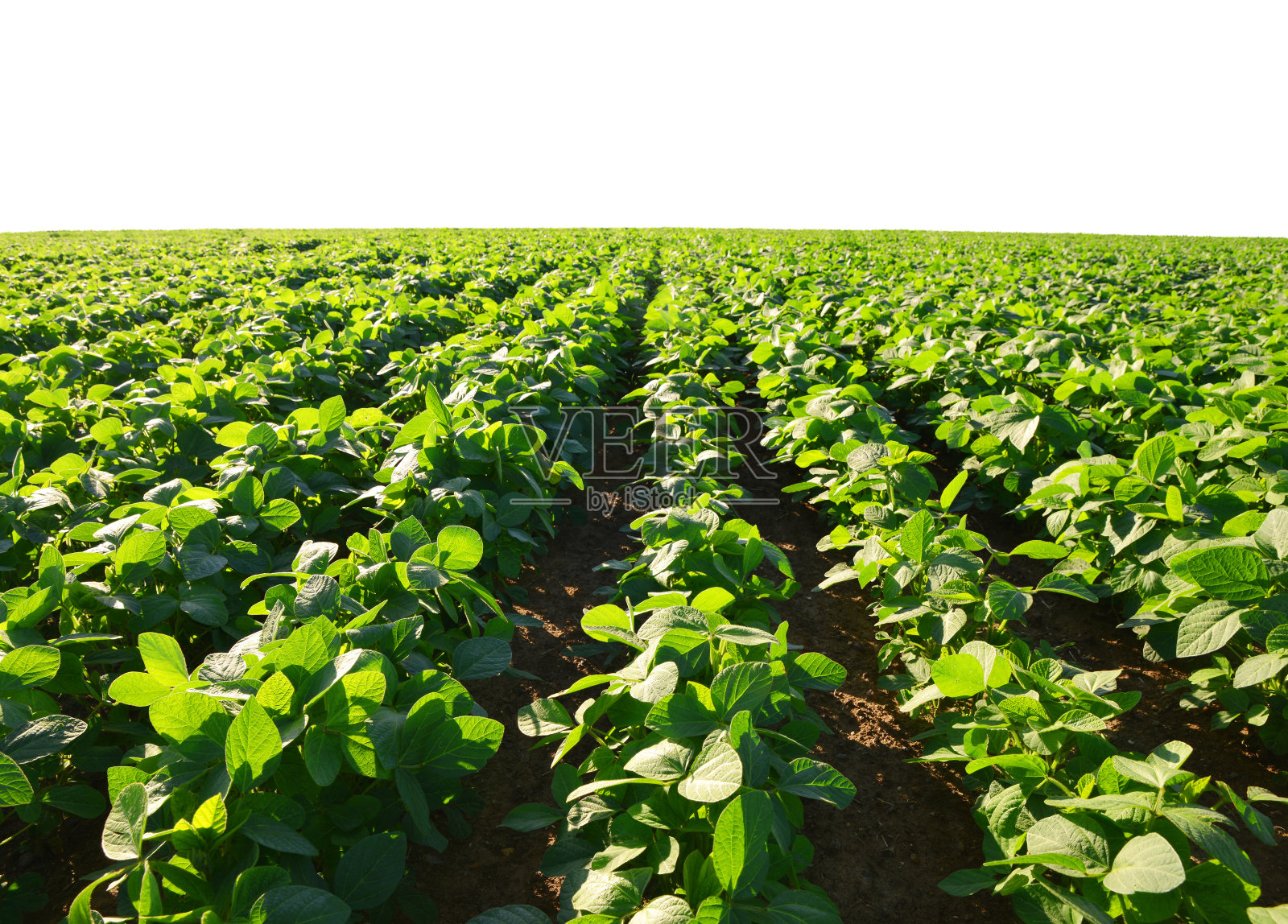 白色背景上的大豆种植。照片摄影图片