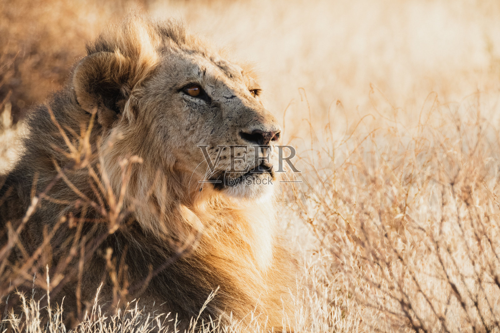 夕阳中的雄狮——肯尼亚桑布鲁国家保护区照片摄影图片
