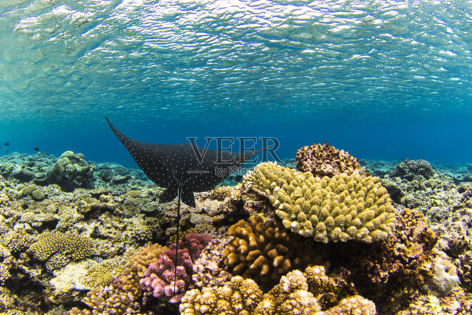 蝠鲼在清澈的蓝色海水中游过色彩斑斓的珊瑚礁照片摄影图片