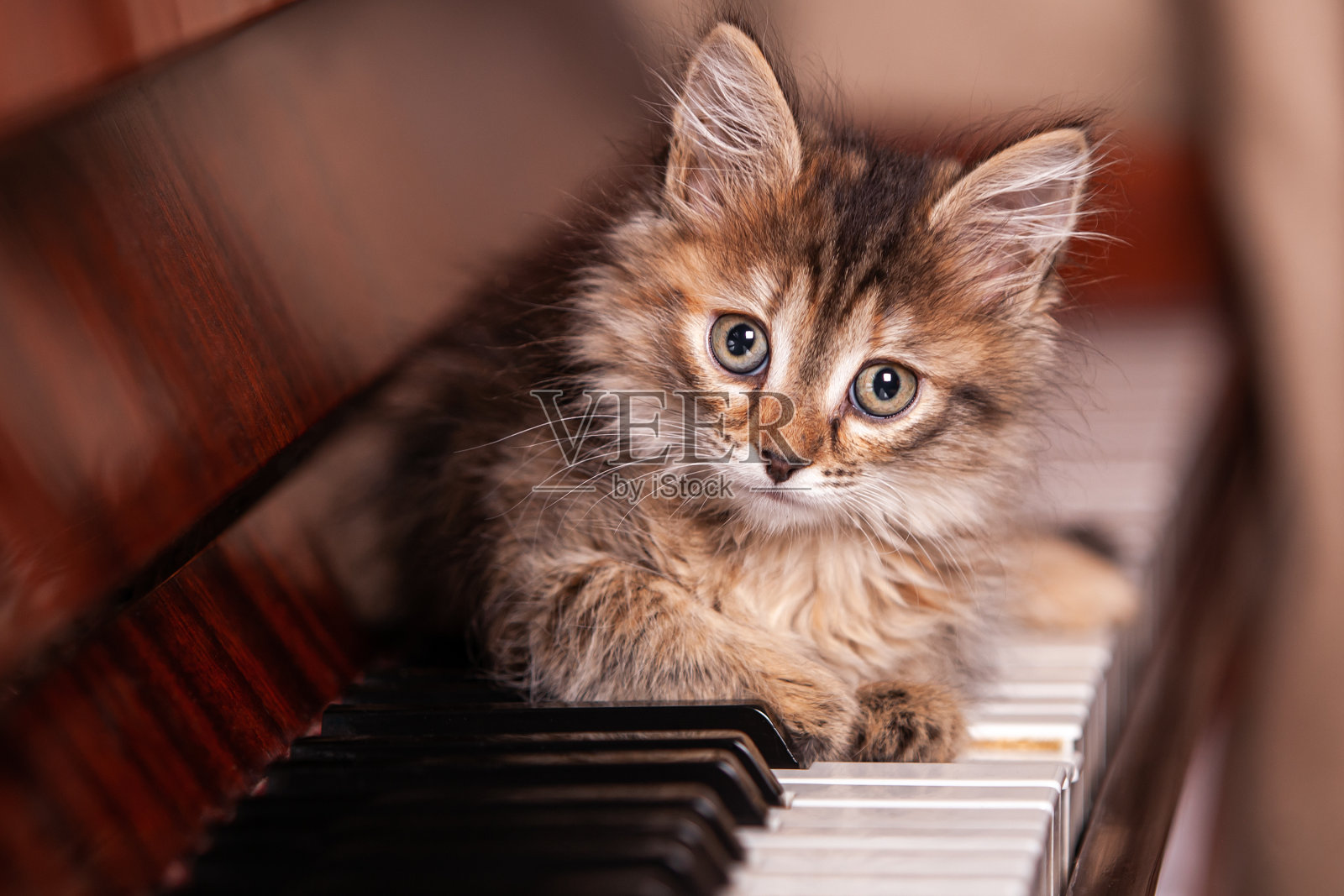 小猫在钢琴键盘上照片摄影图片