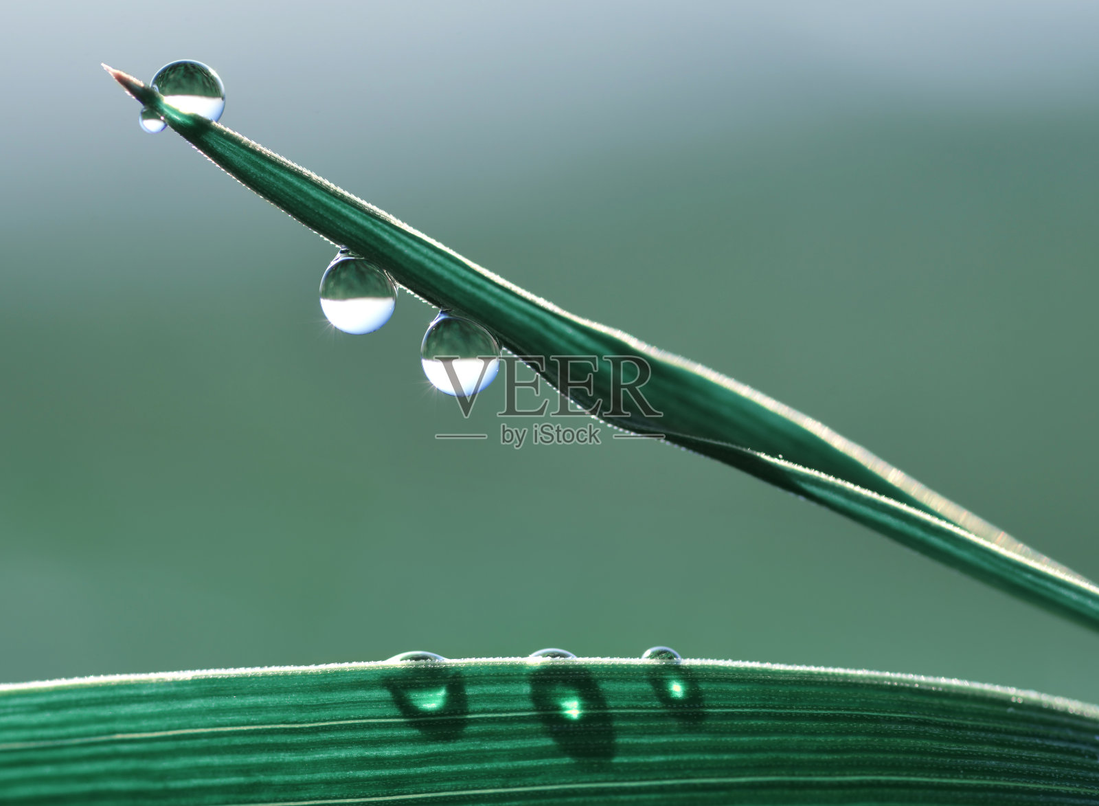 新鲜透明的水滴在草叶上。照片摄影图片