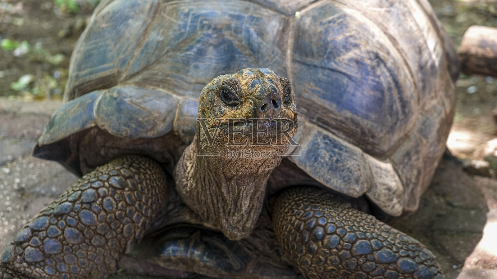 印度洋上一个岛上的非洲巨龟亚达伯拉。照片摄影图片