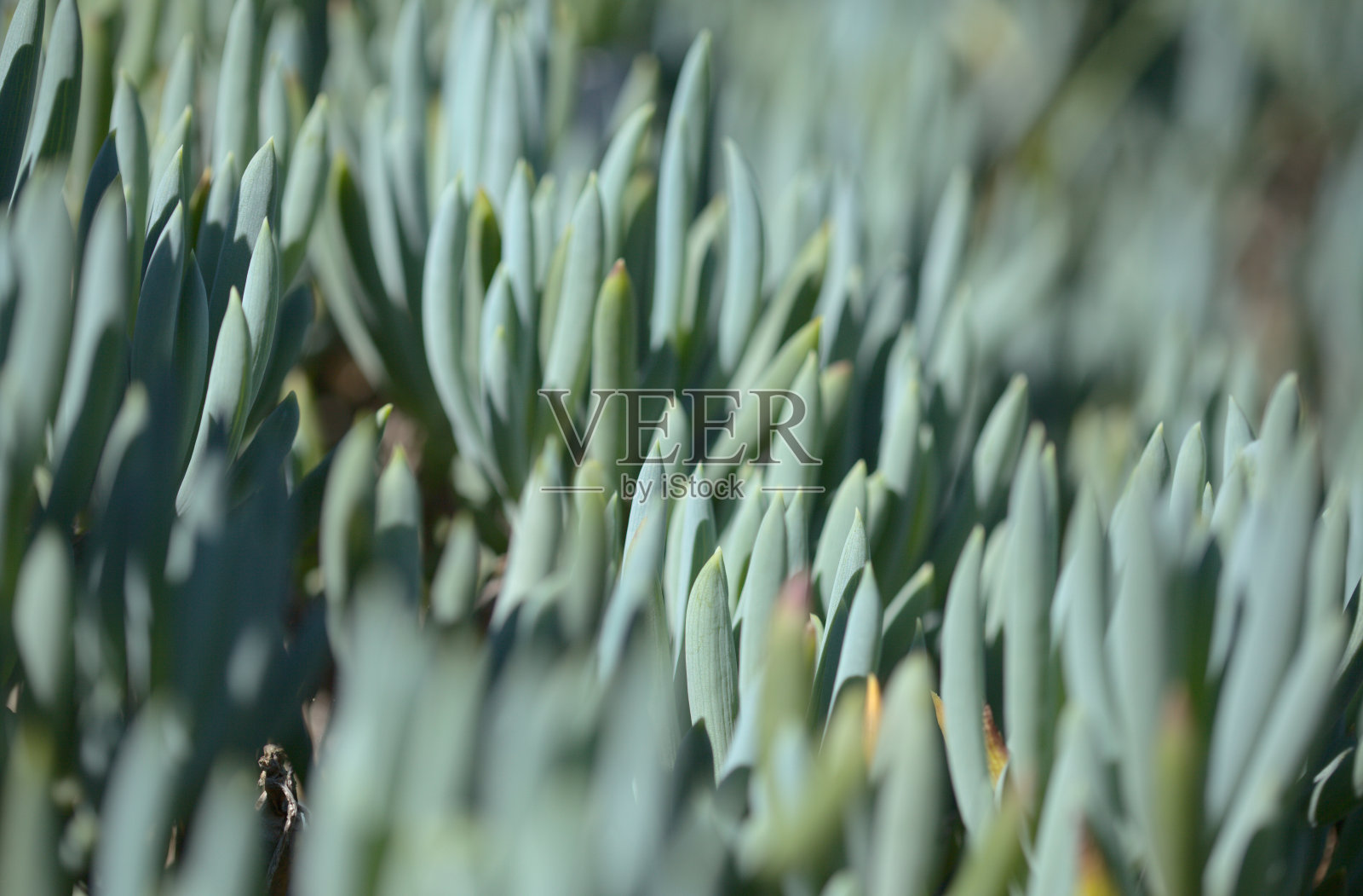 古玩蛇舌草又名蓝指植物，诱人的肉质叶片，自然的宏观花卉背景照片摄影图片