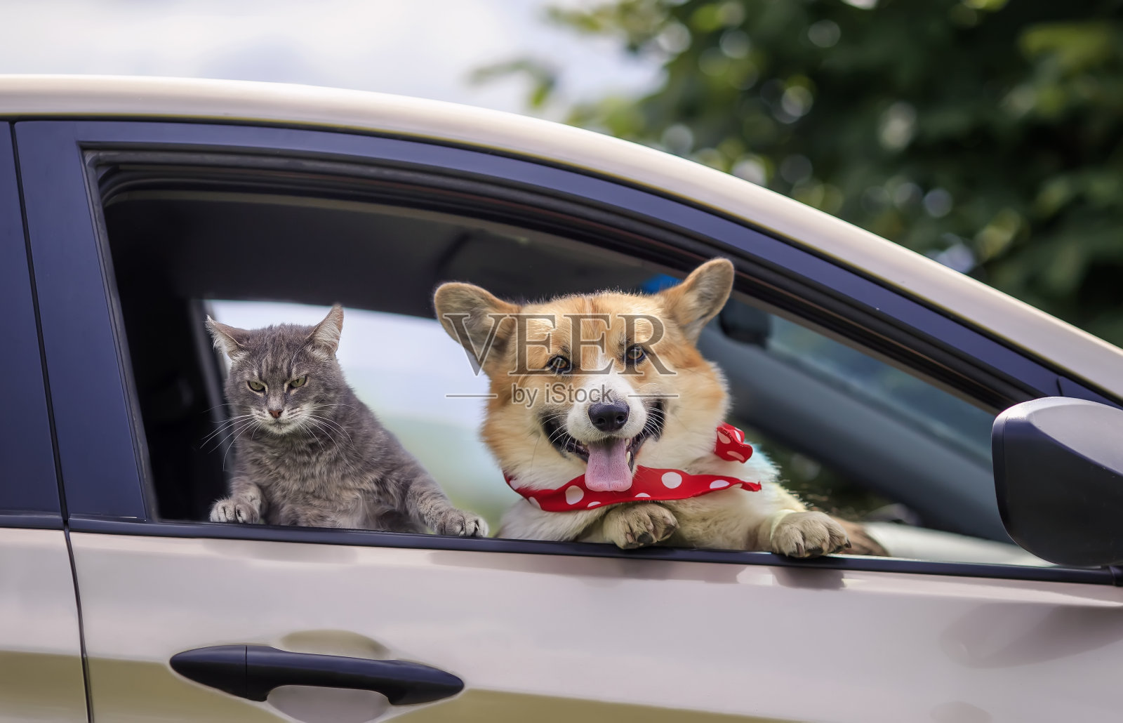 可爱的猫和狗有大眼睛，耳朵伸出汽车窗户在路上照片摄影图片