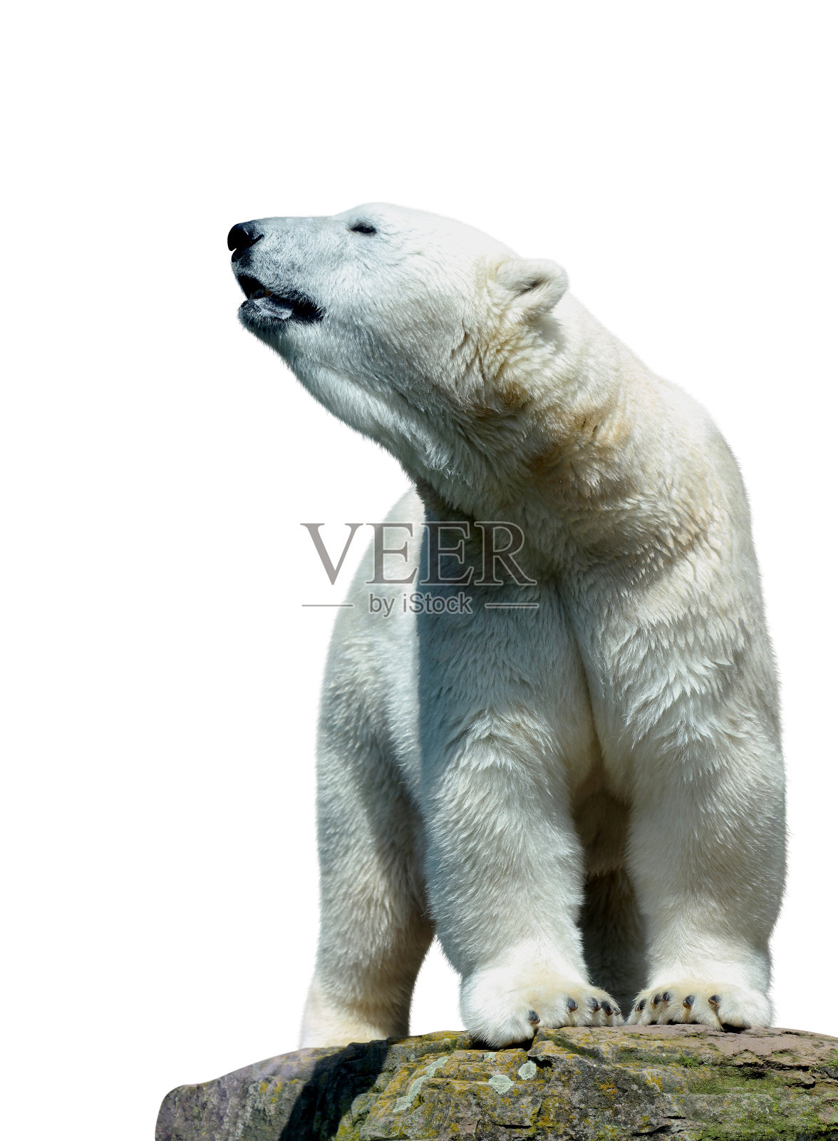 北极熊站在岩石上。照片摄影图片