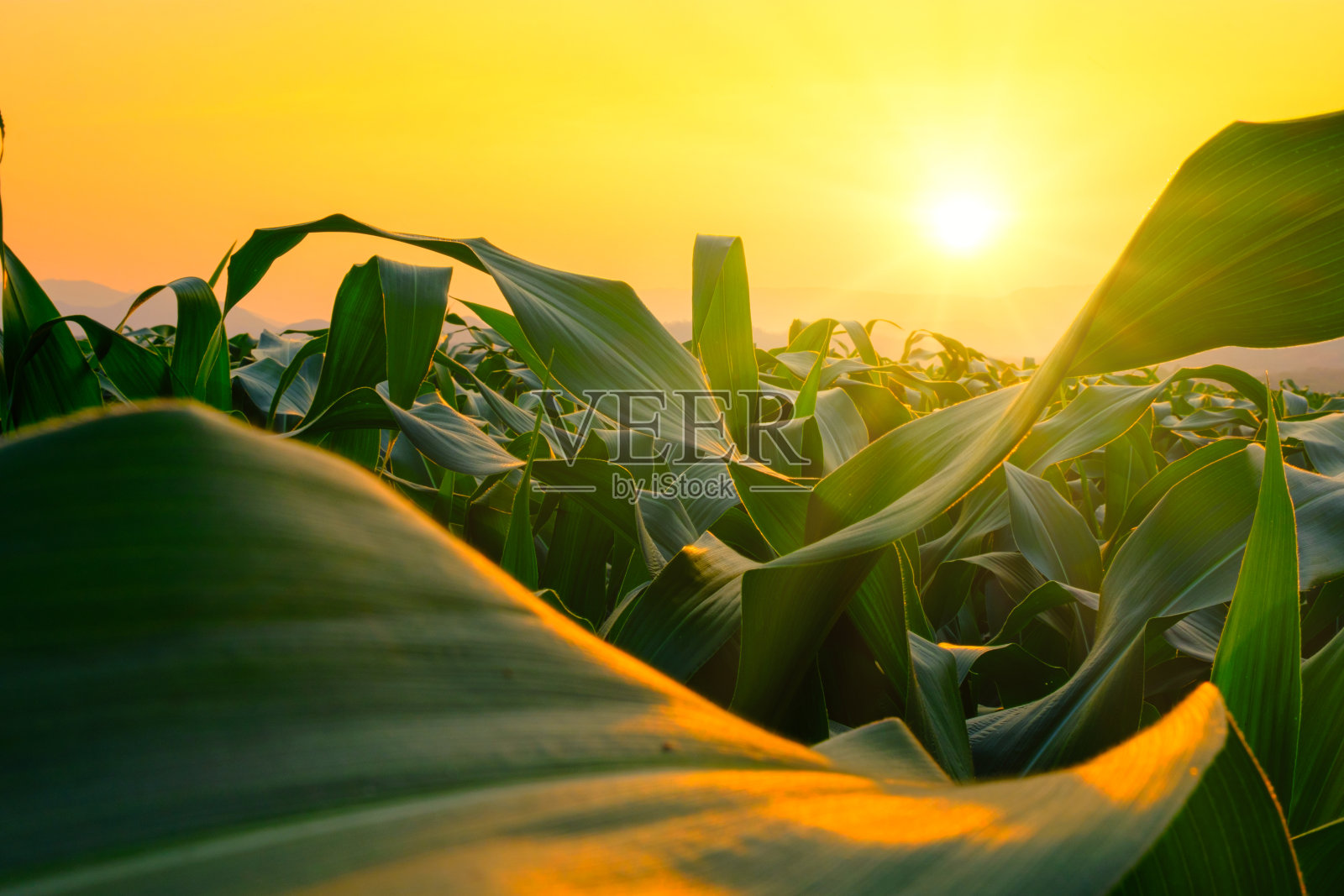 农田里的玉米田，阳光照耀着夕阳照片摄影图片