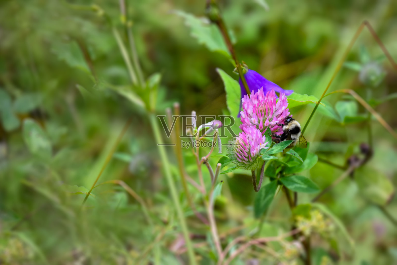 美丽的紫花生长在北高加索的山上。景深浅。模糊的背景照片摄影图片