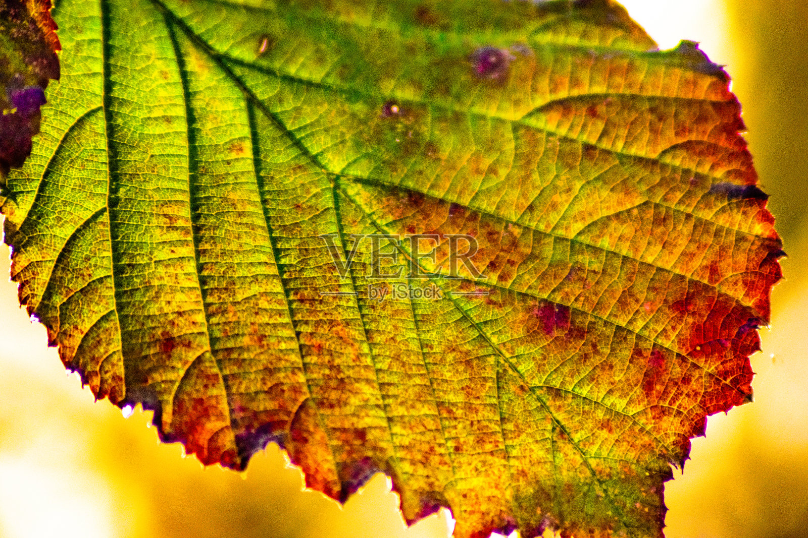 这是一个带有光影的秋叶结构的特写照片摄影图片