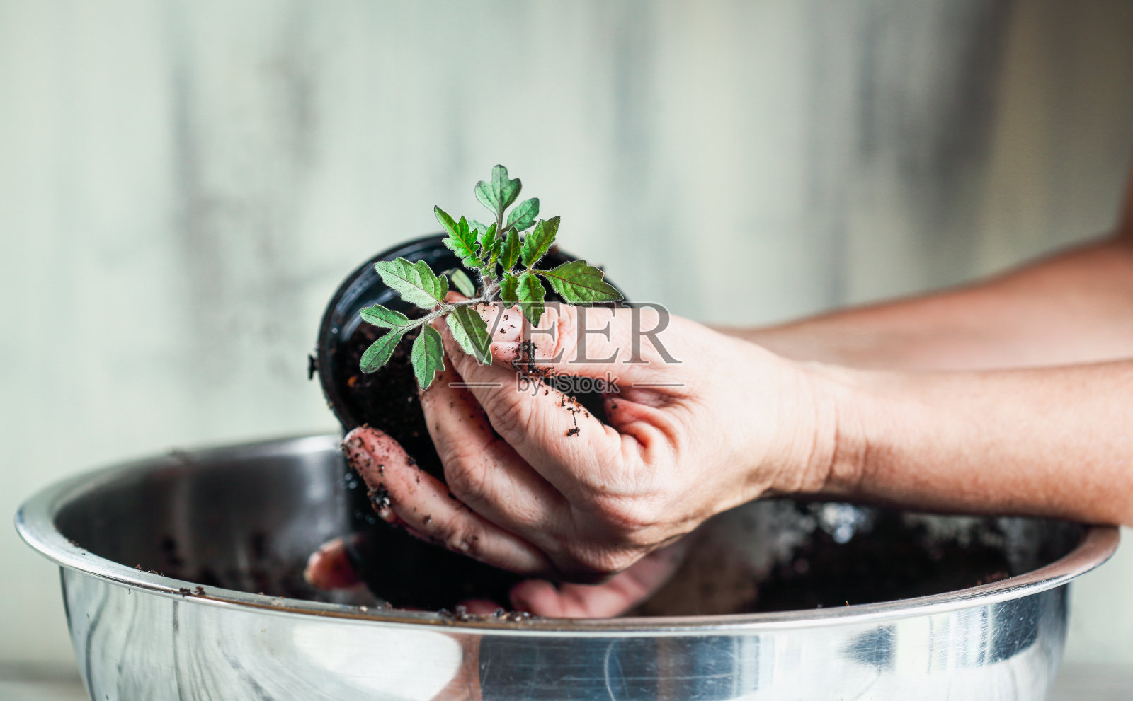 一名妇女的手正在移植她在家里种的西红柿幼苗照片摄影图片