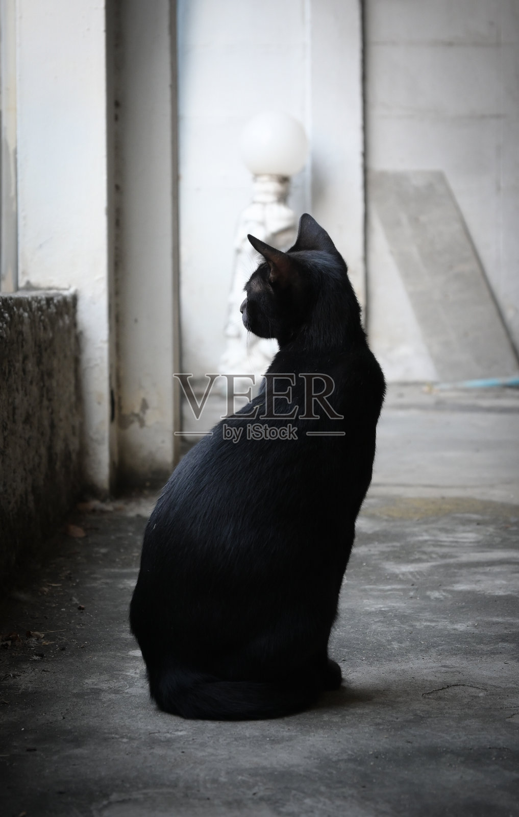 流浪黑猫正在等待食物照片摄影图片