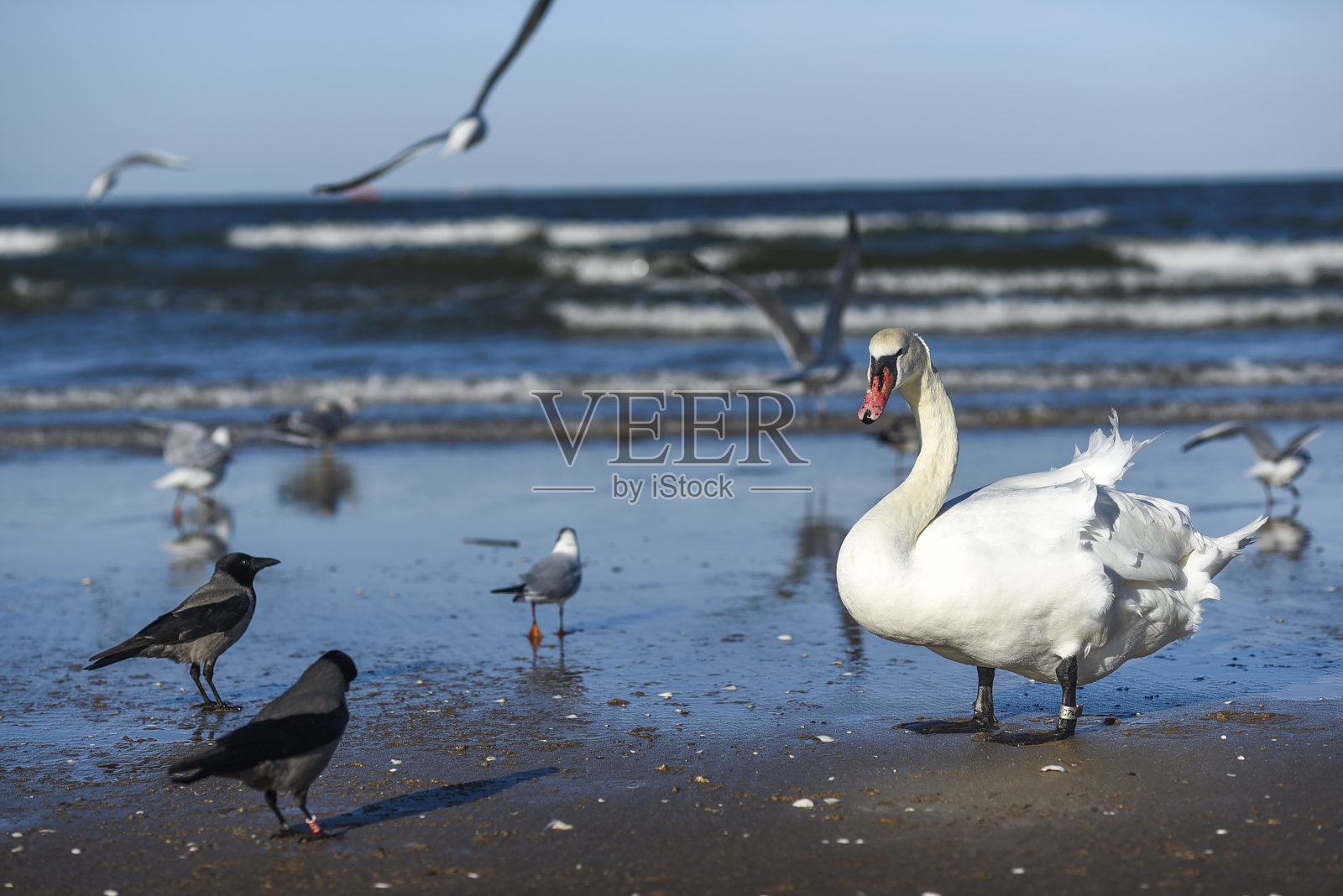 海滩上的天鹅和乌鸦打架。照片摄影图片