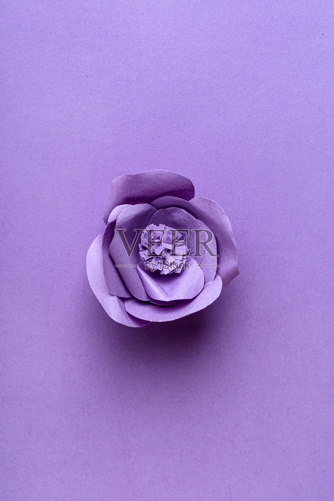 紫色背景的纸花照片摄影图片