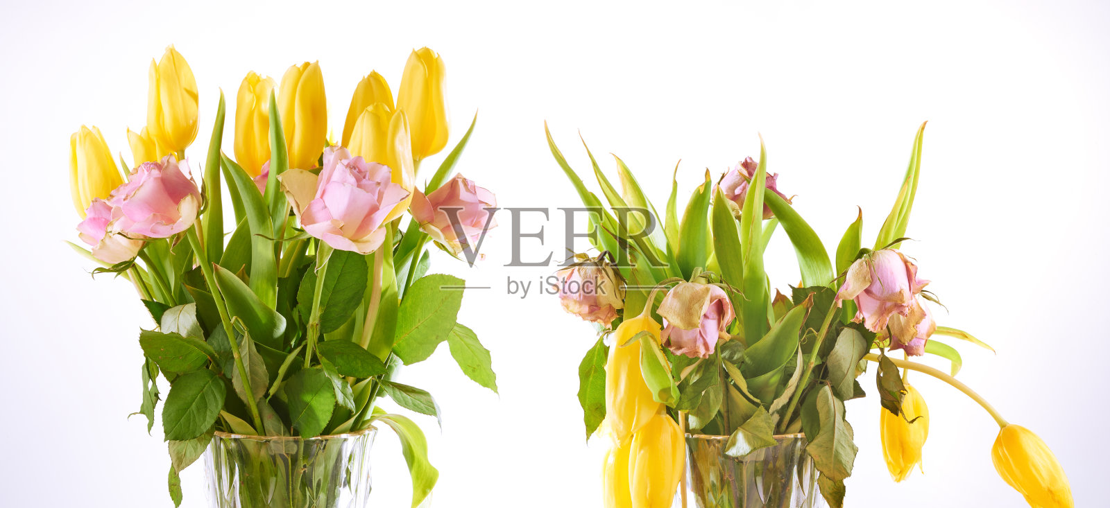 凋谢的玫瑰玫瑰和黄色的郁金香花在白色的背景。照片摄影图片