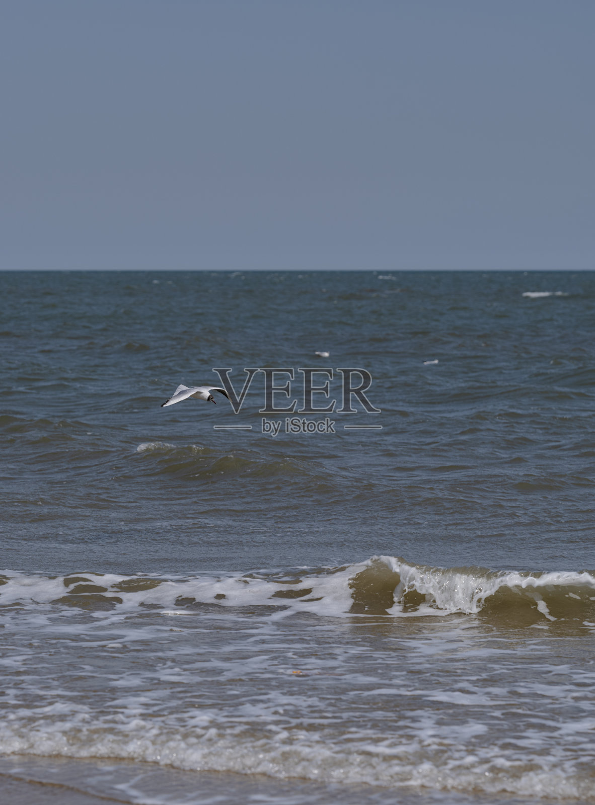 海鸥在海上飞翔照片摄影图片