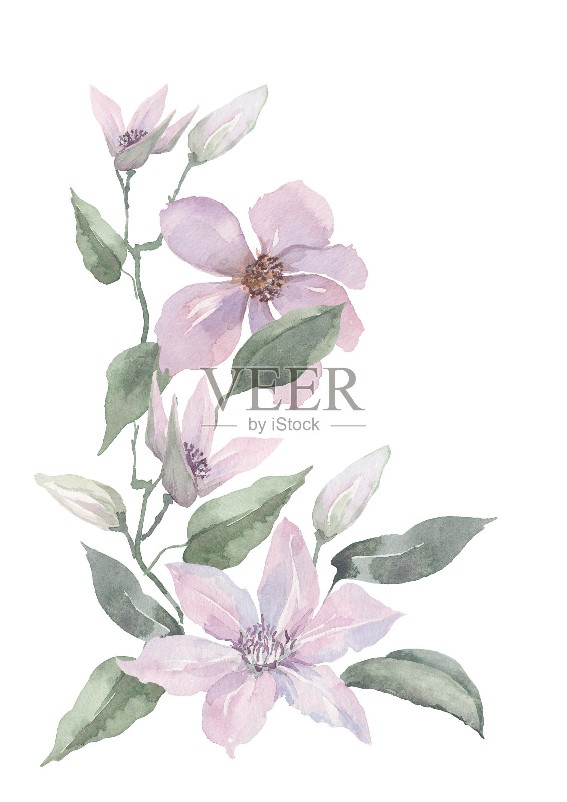铁线莲的紫丁香花，花蕾娇嫩，叶子绿色。白色背景上的水彩画。插画图片素材