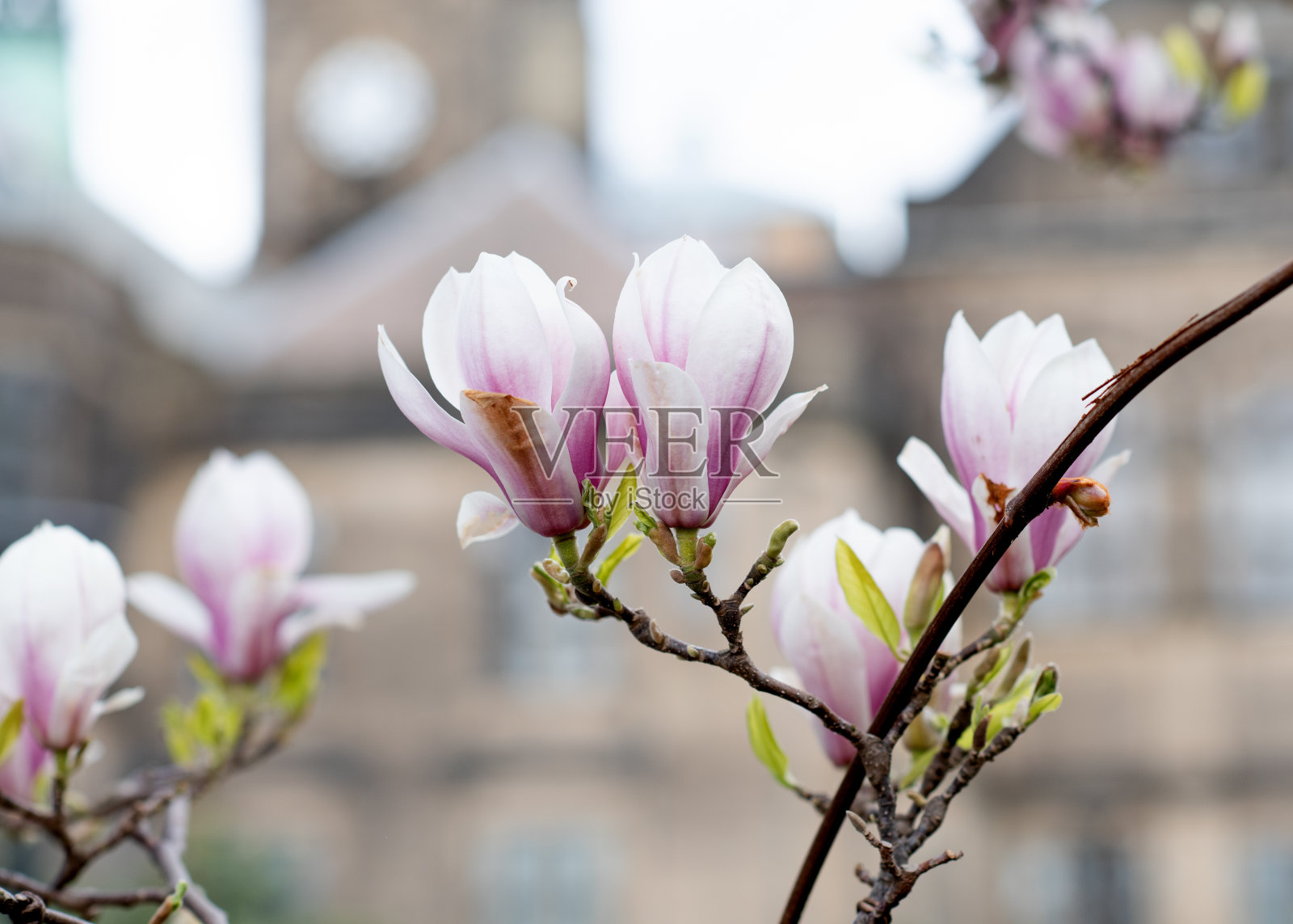 在阳光明媚的春日市政厅的早午餐上，白色和粉红色的木兰花照片摄影图片
