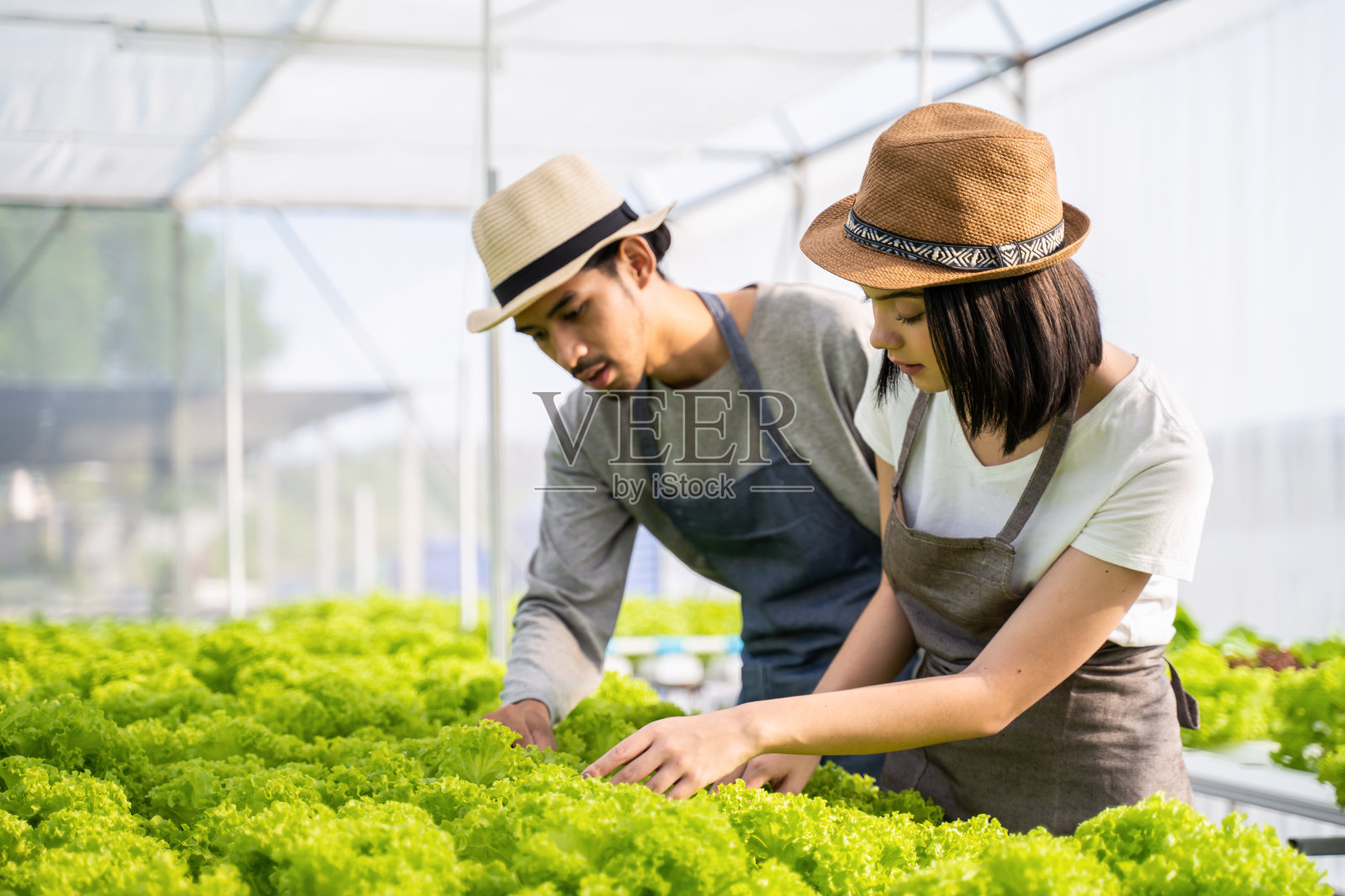 两个年轻的亚洲农民夫妇在蔬菜水培农场工作幸福。在大棚农场，男女农民微笑着检查绿色沙拉蔬菜的质量。照片摄影图片