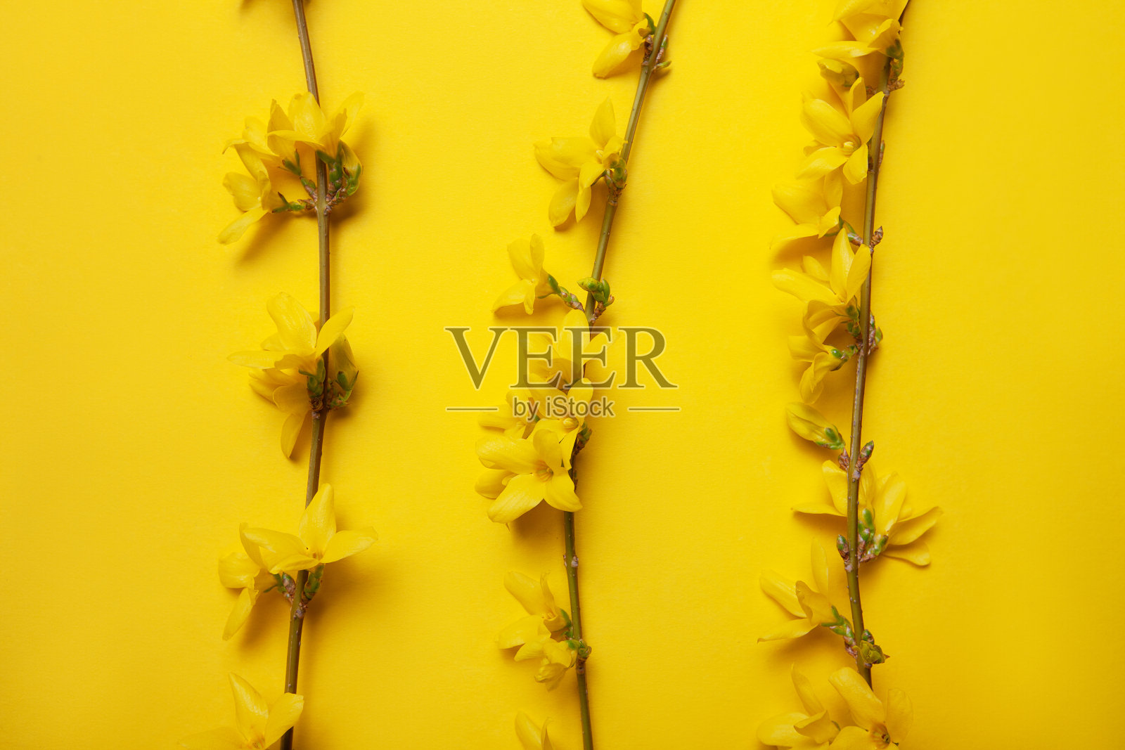 黄色背景上的春花照片摄影图片