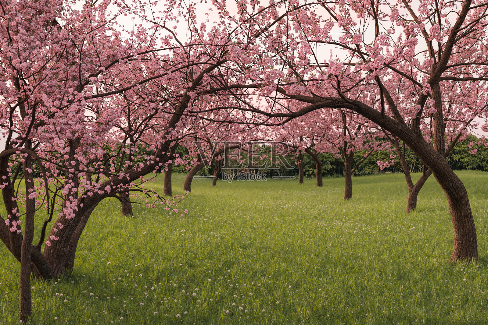 在绿色草地日本樱桃树小巷的3d渲染照片摄影图片