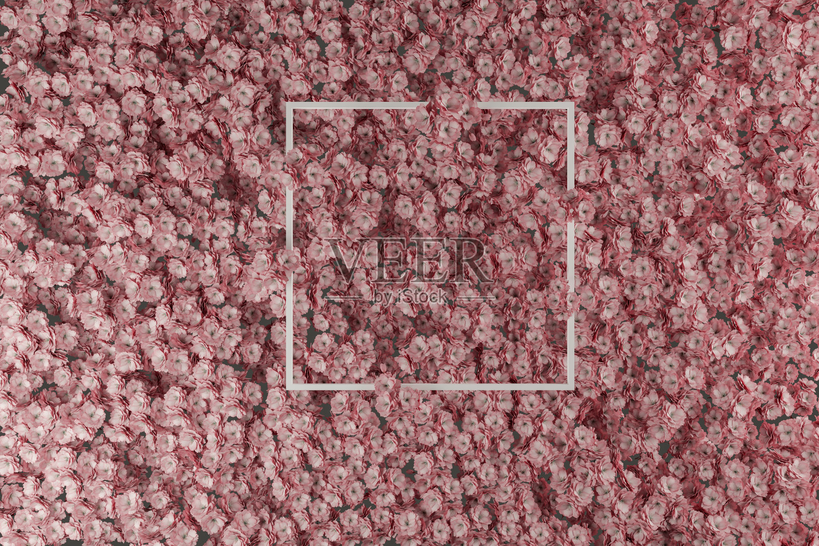 白色方形形状的日本樱桃叶的3d渲染。平面铺设的最小弹簧风格概念照片摄影图片