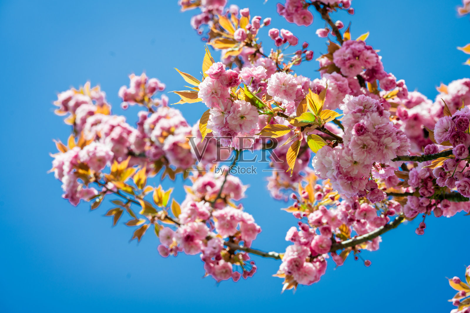 樱花盛开的鲜花。美丽的粉红色樱花照片摄影图片