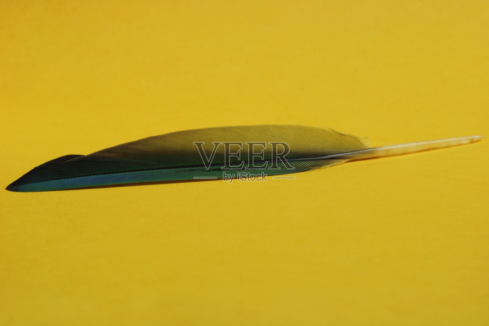 黄色背景的巴西鸟的绿色羽毛。不同大小的羽毛。照片摄影图片