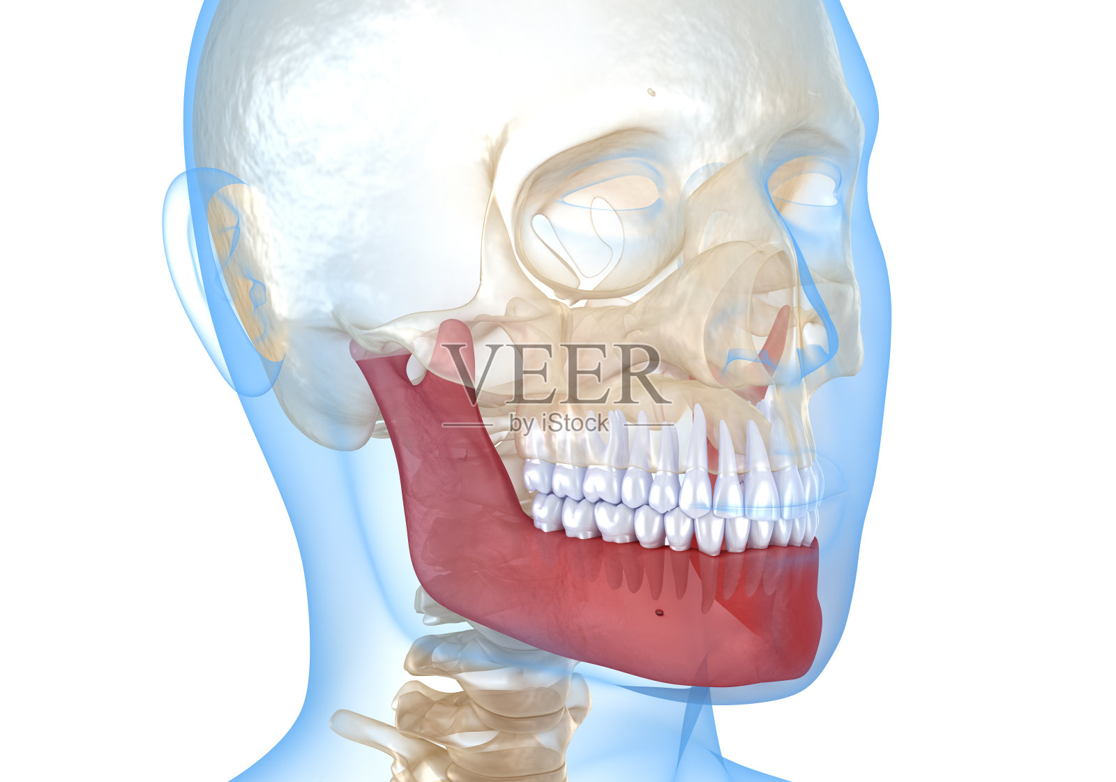 x光图上是人头，下颚有标记。医用精准3D插图照片摄影图片