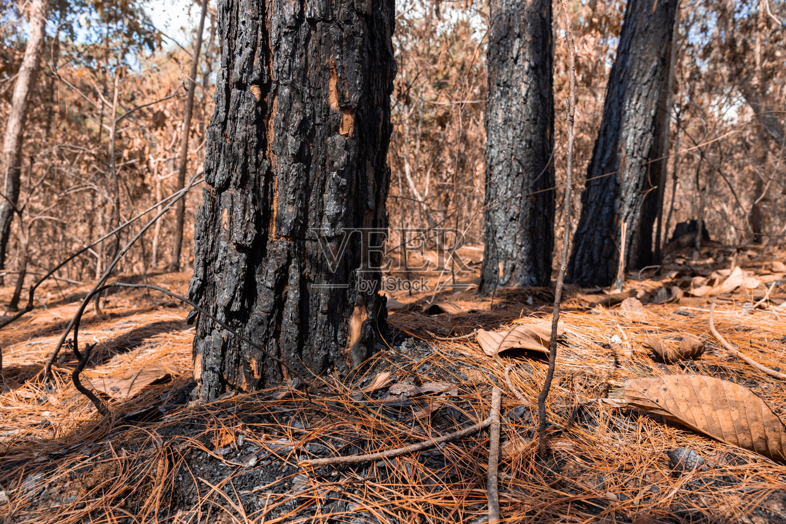 火灾后的森林。被大火严重损坏的树木照片摄影图片