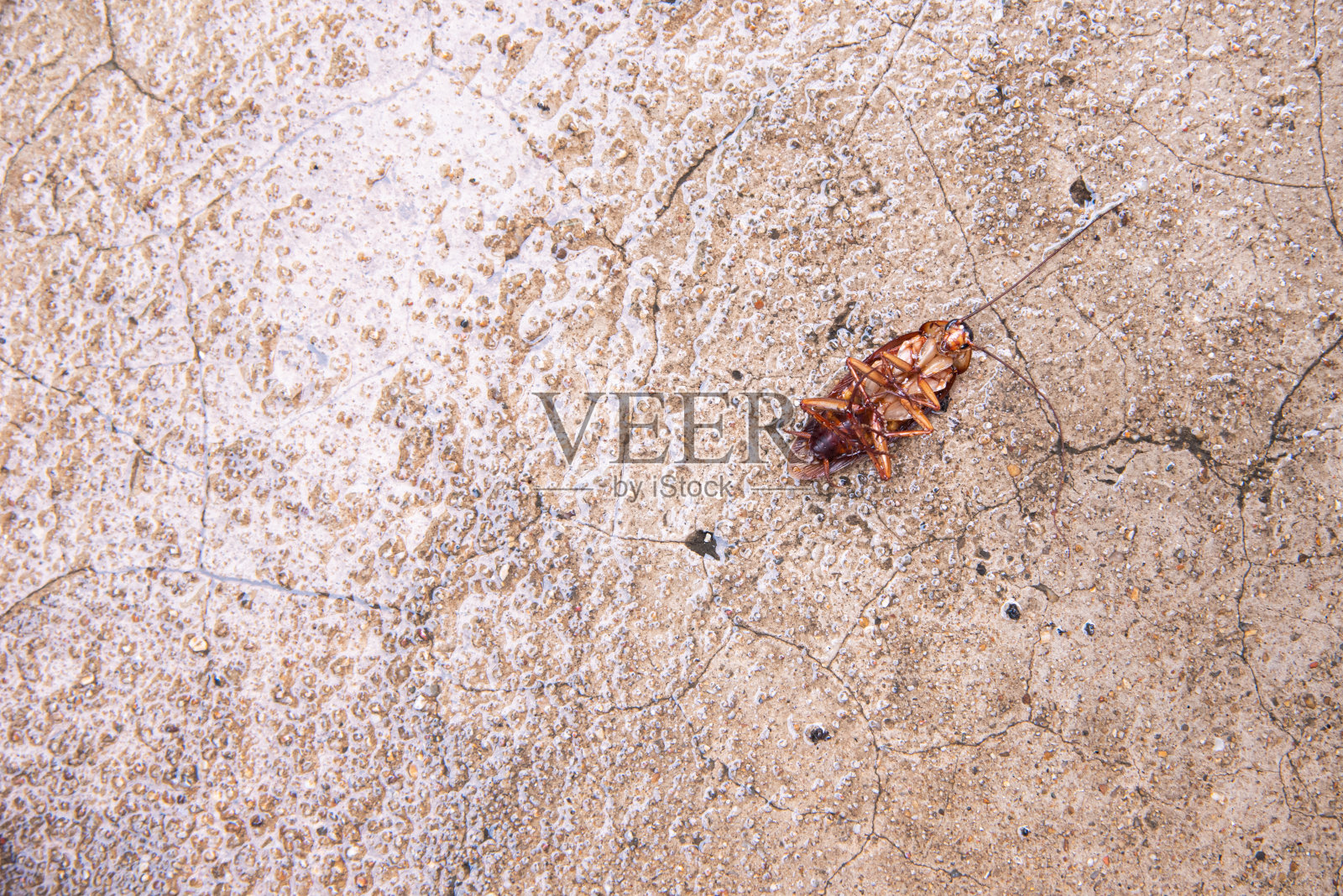 被杀虫剂毒死的蟑螂倒在地上照片摄影图片