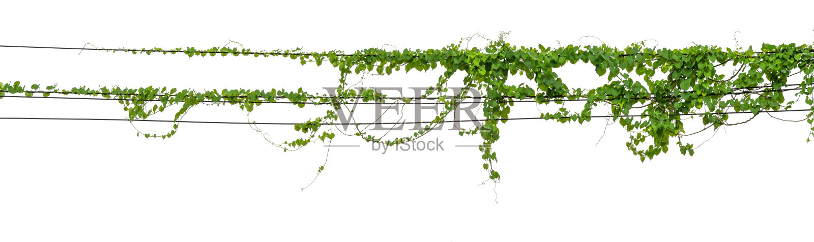 植物常春藤。藤蔓在白色背景的杆子上照片摄影图片
