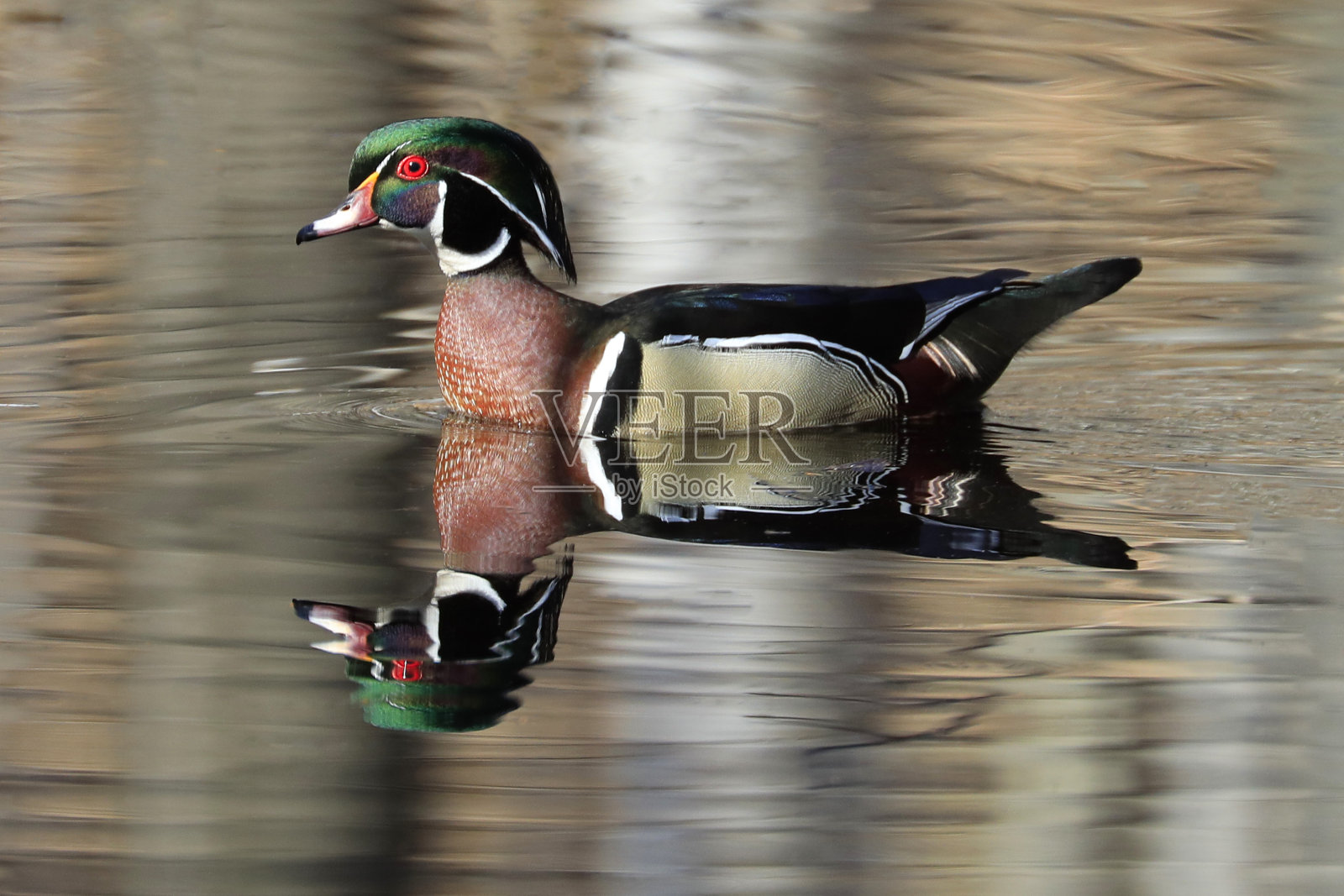彩色的木鸭在湖面上漂浮着倒影照片摄影图片