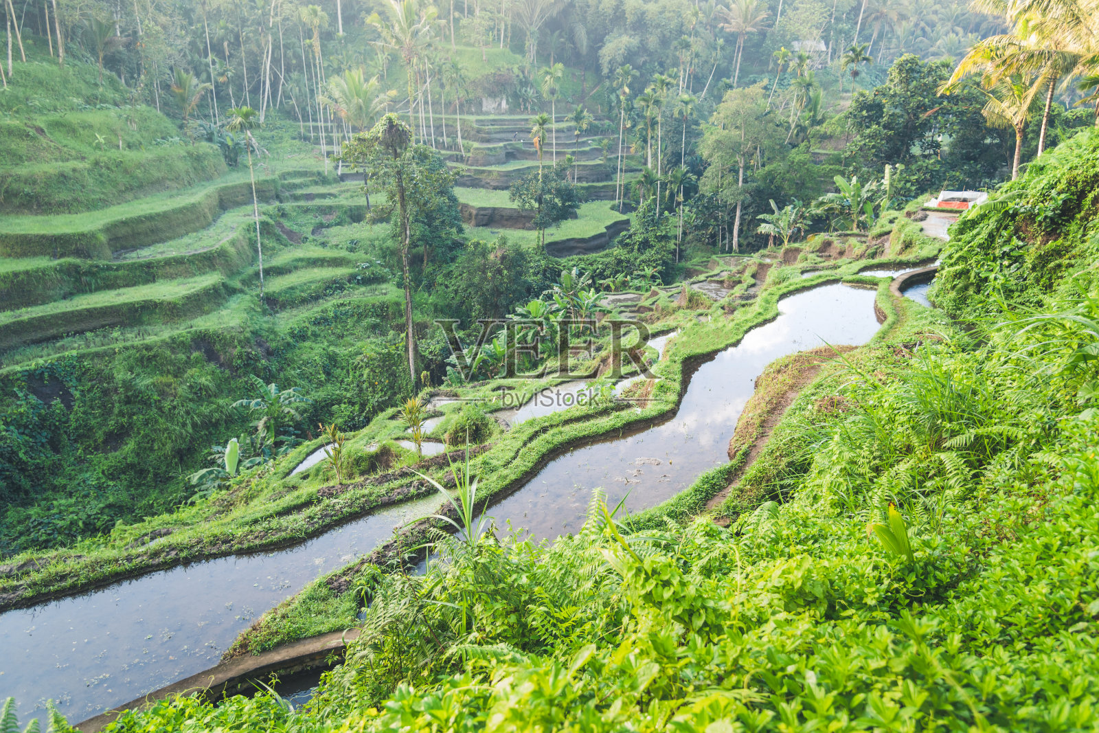 印度尼西亚的水稻梯田和种植园照片摄影图片