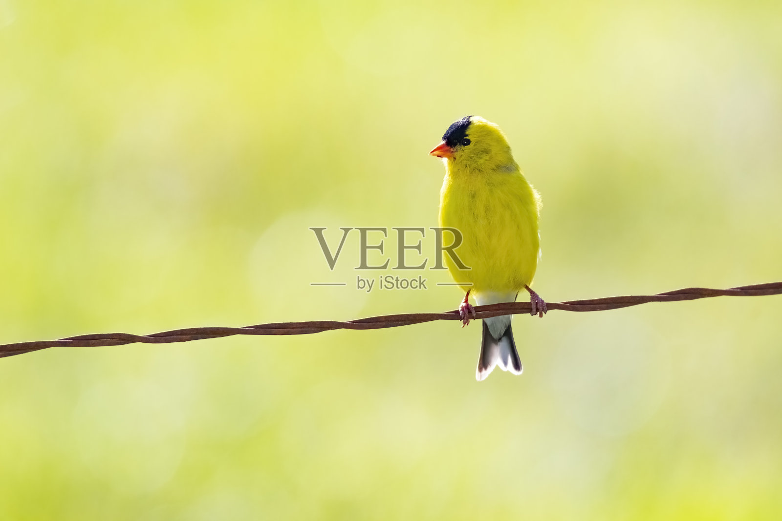 连线上的黄色小鸟，复印空间照片摄影图片