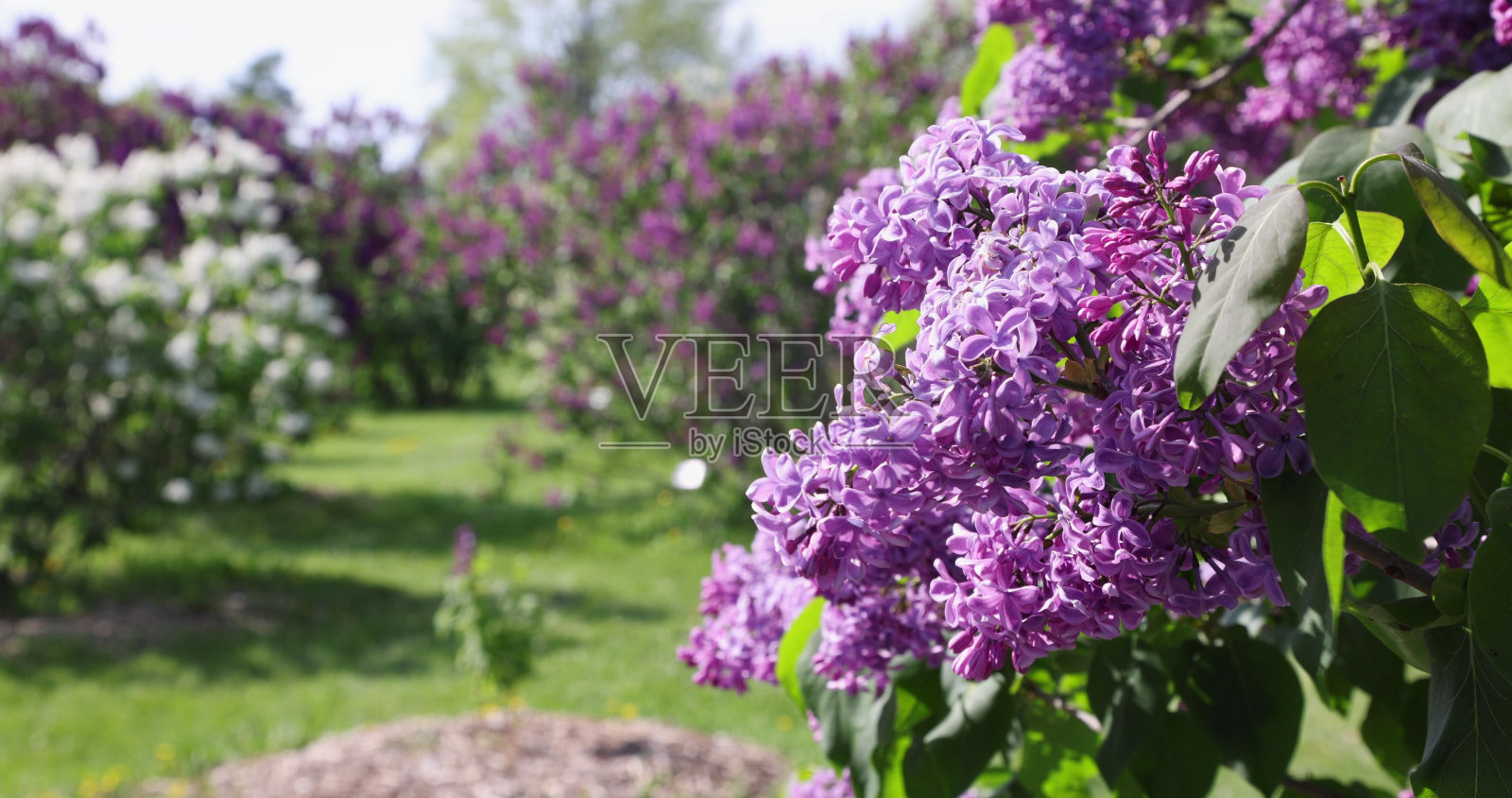 盛开的紫丁香，背景是草地照片摄影图片