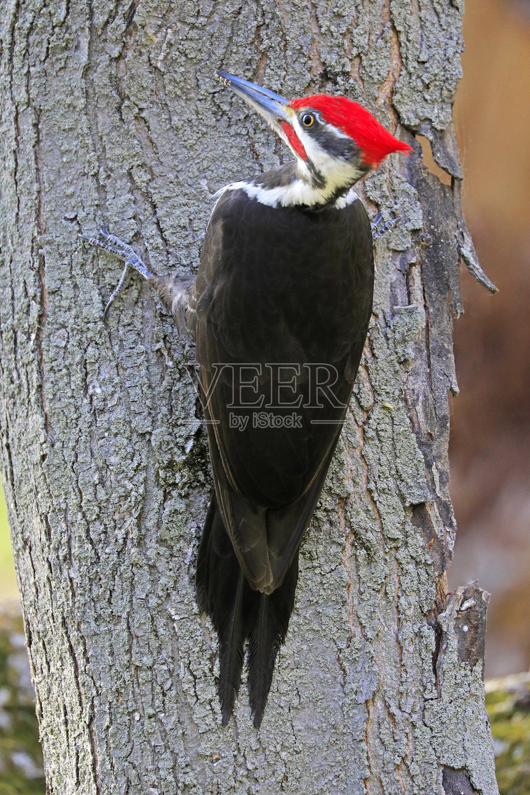 有羽冠的啄木鸟在树干上挖出一个洞进入森林，加拿大魁北克照片摄影图片