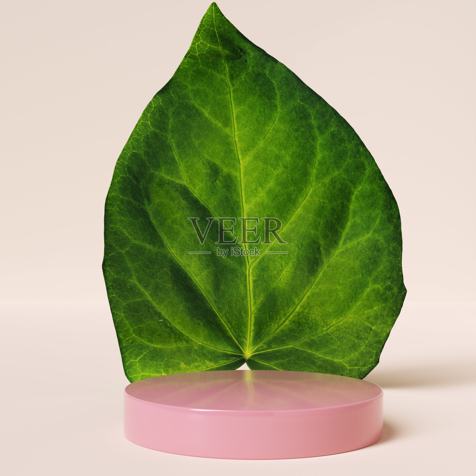 绿色热带树叶和粉红色圆形讲台孤立在粉彩背景3d渲染照片摄影图片