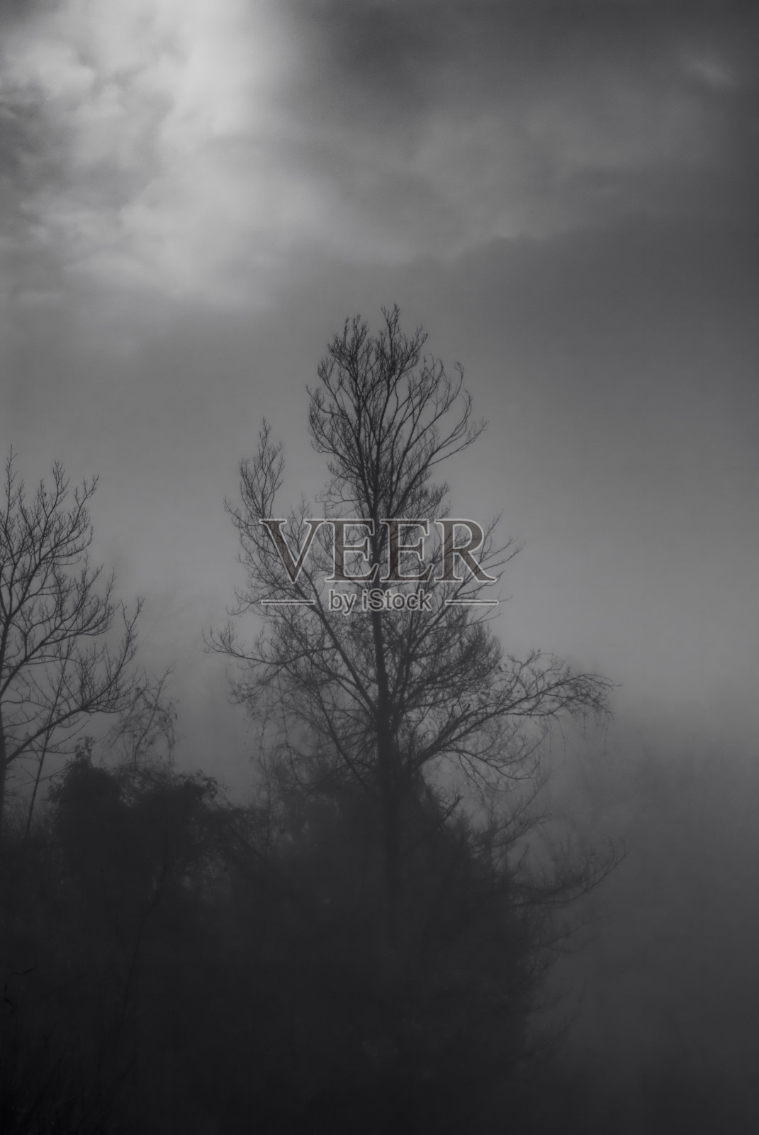 树木在冬天被雾遮住了。照片摄影图片