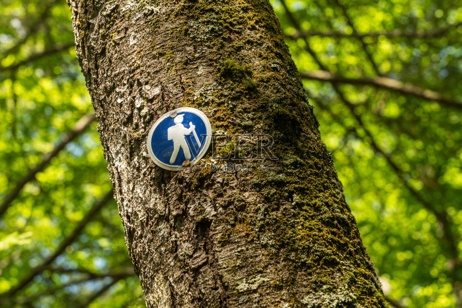 树干上钉着蓝色的徒步路线方向标志照片摄影图片