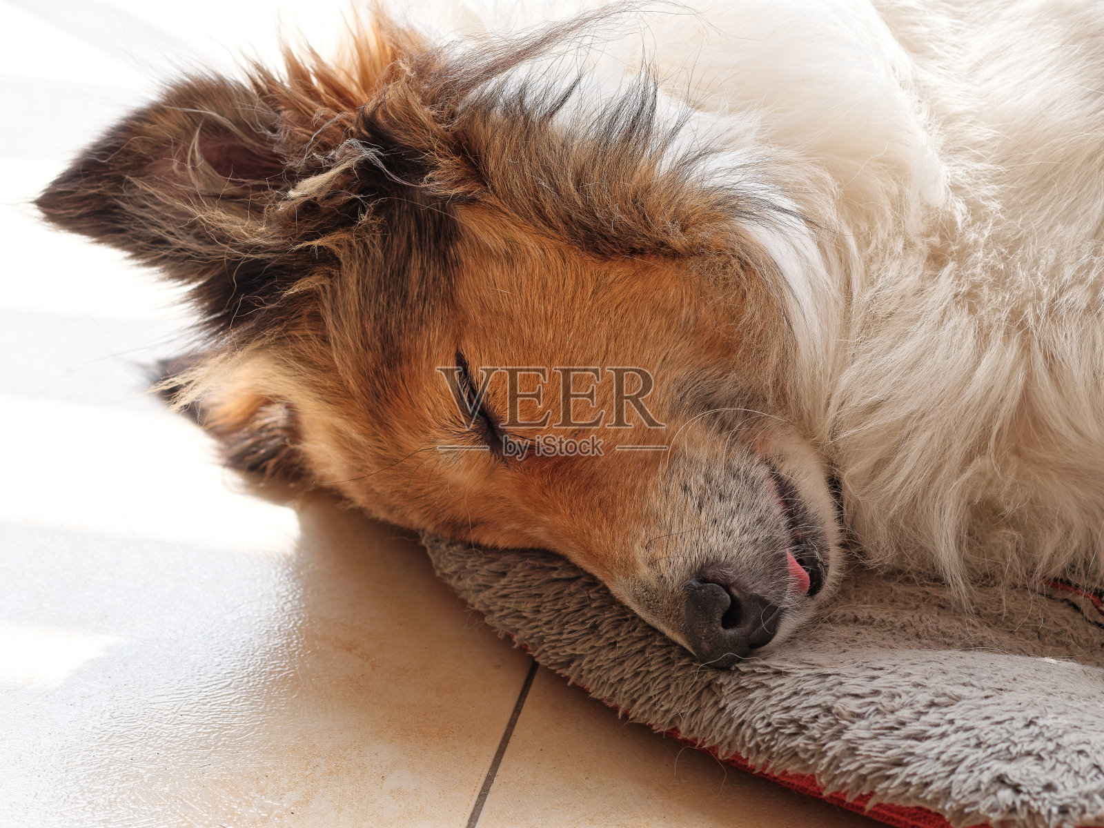 在阳光明媚的下午，疲倦的设得兰牧羊犬闭着眼睛躺在她的狗垫上。照片摄影图片