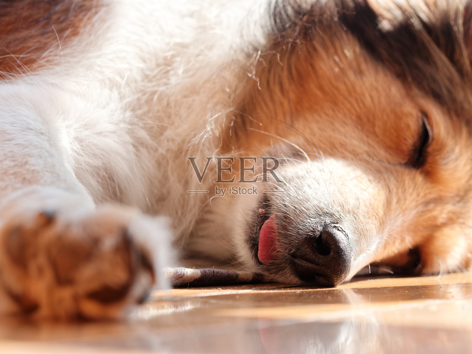在阳光明媚的午后，疲倦的设得兰牧羊犬闭着眼睛躺在地上，专注于她的鼻子。照片摄影图片