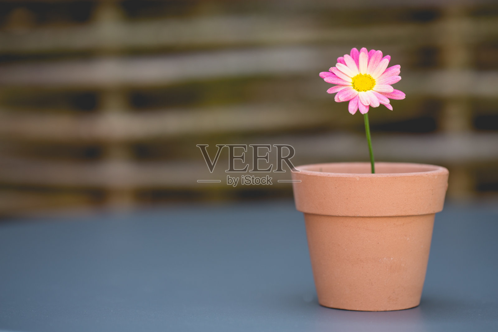 一个漂亮的粉红色雏菊在花盆桌子装饰与复制空间照片摄影图片