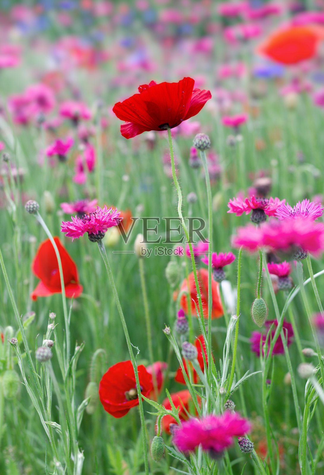 田野的红色罂粟花与粉红色的矢车菊在浅绿色的叶子背景。照片摄影图片