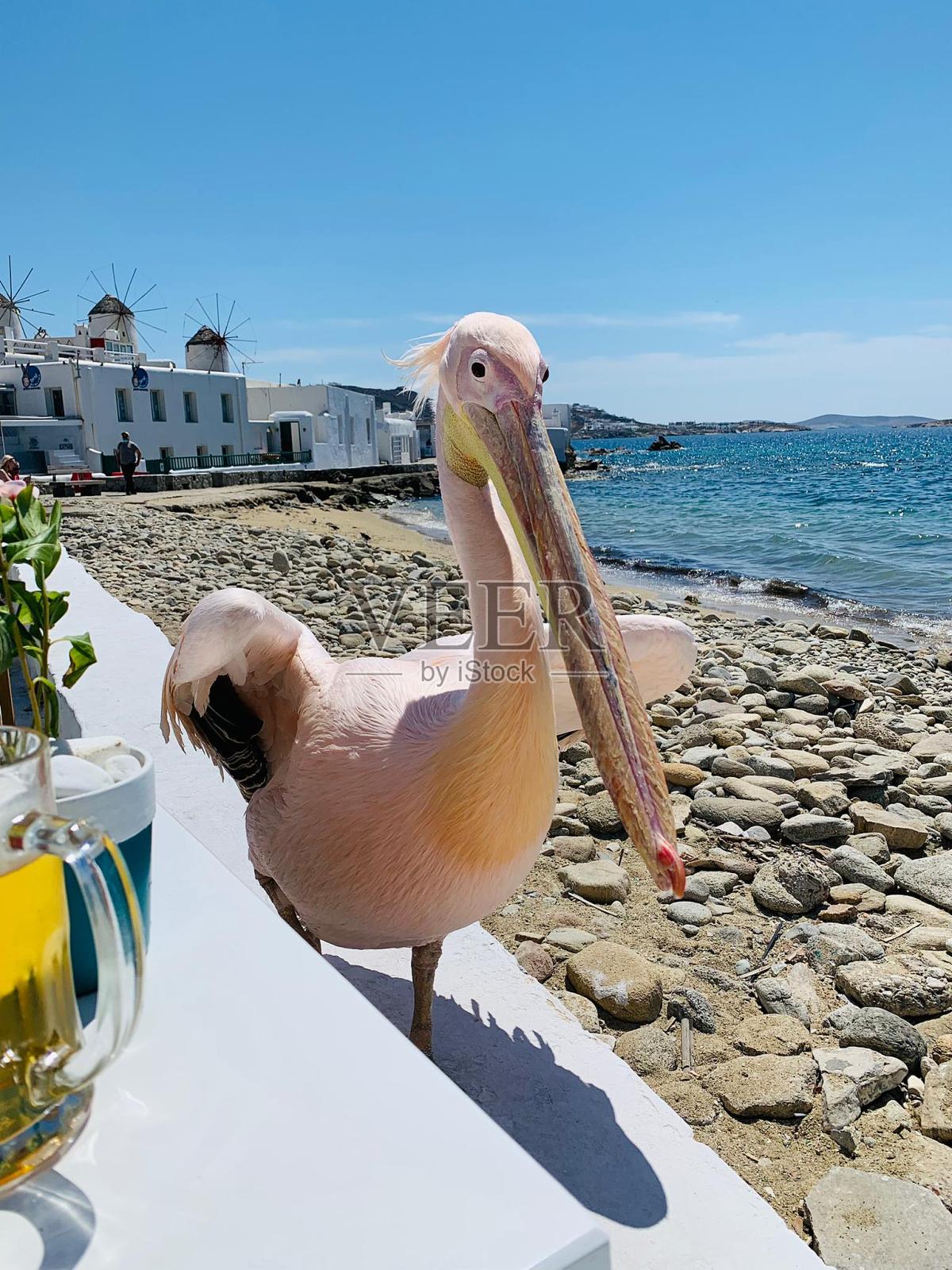 希腊米科诺斯岛的粉红Petros鹈鹕照片摄影图片