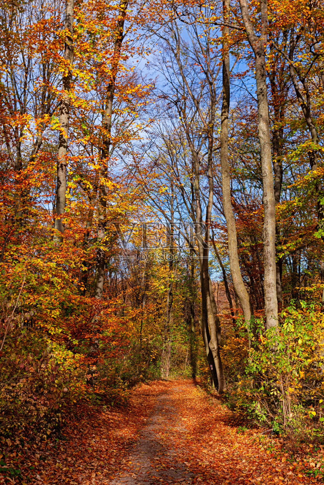 空旷的小巷覆盖着秋天的树林照片摄影图片