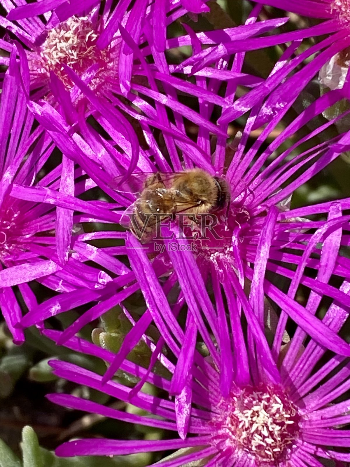蜜蜂在紫色的花上照片摄影图片