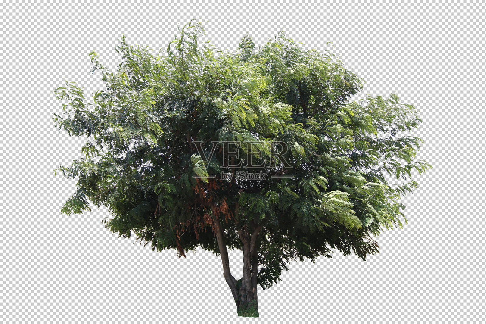 树真正孤立模切白色透明背景与剪切路径照片摄影图片